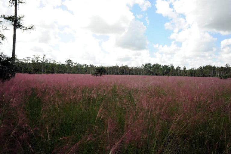 Muhlenbergie (Muhlenbergia)