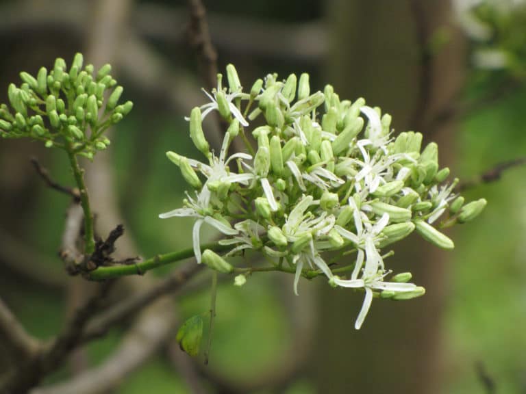Murraya (Murraya)