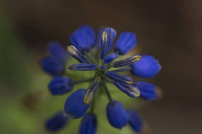 Muscari (Muscari)