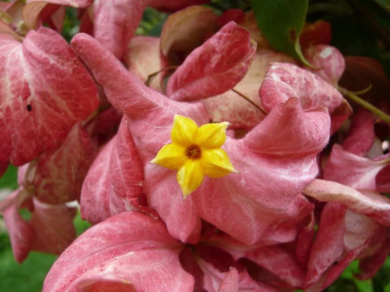 Mussaenda (Mussaenda)