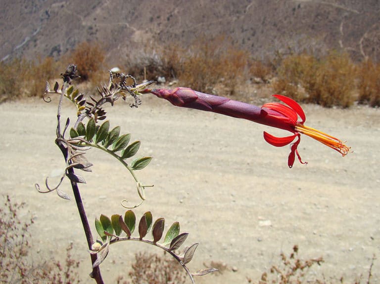Mutisia (Mutisia)