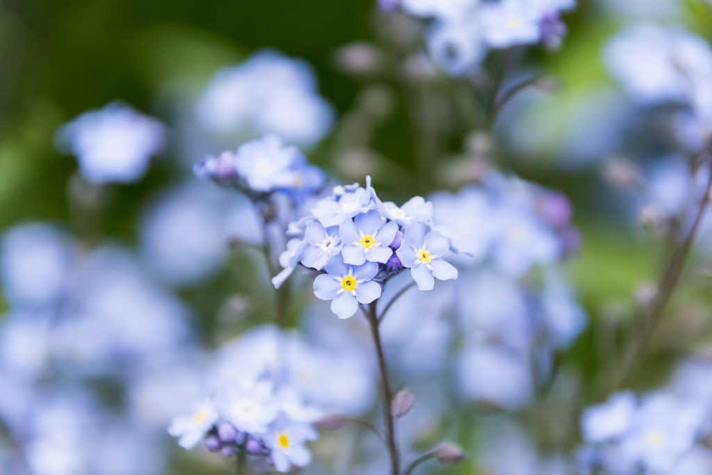 Myosotis (Myosotis)