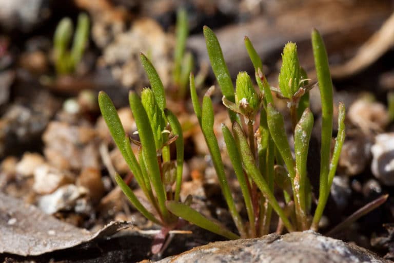 Myosurus (Myosurus)