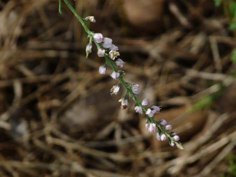 Myricaria (Myricaria)