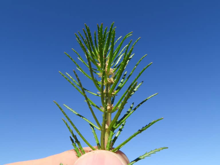 Myriophylle (Myriophyllum)
