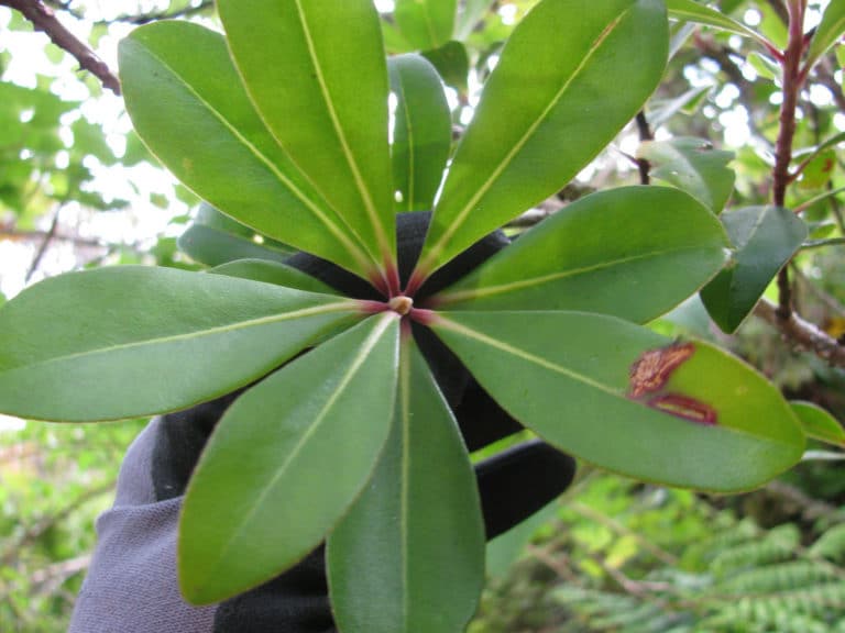 Myrsine (Myrsine)