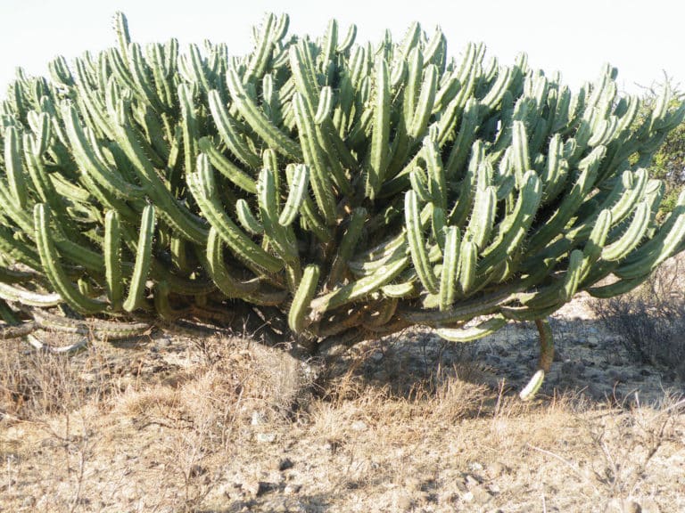 Myrtillocactus (Myrtillocactus)