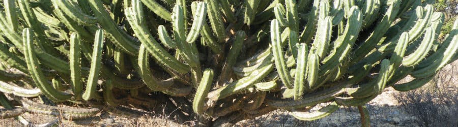 Myrtillocactus