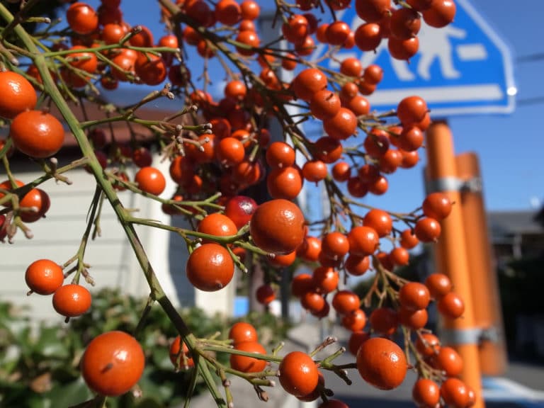 Nandina (Nandina)