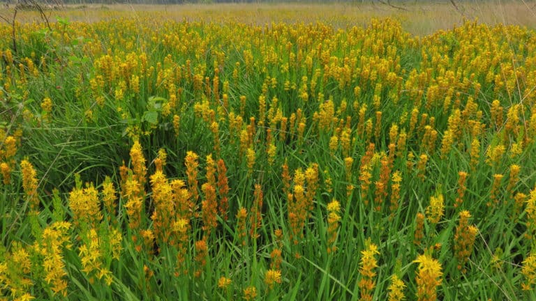 Narthecium (Narthecium)