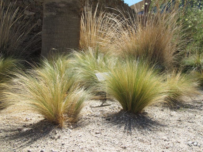 Nassella (Nassella)