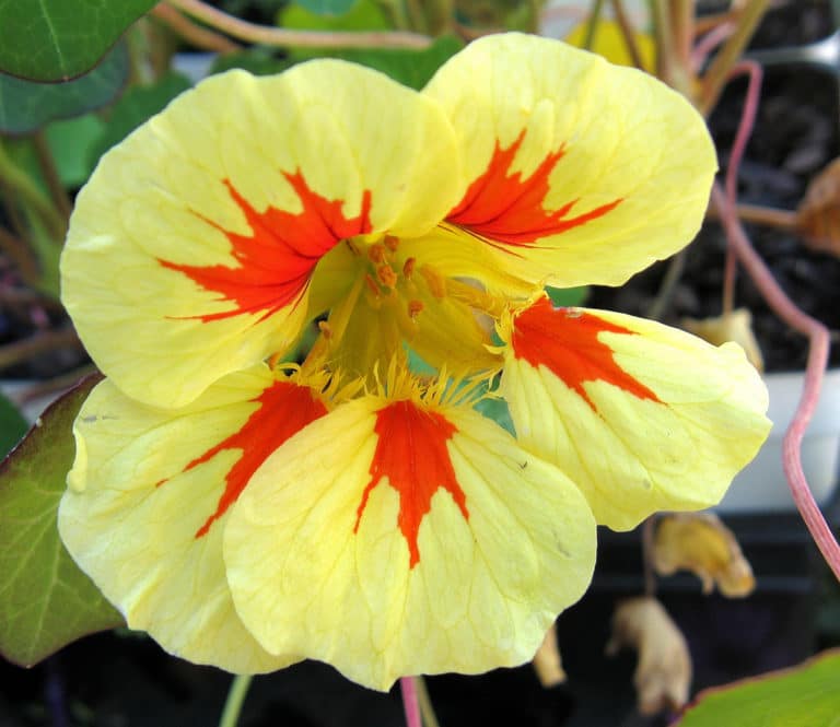 Nasturtium (Nasturtium)