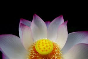 Nelumbo (Nelumbo)