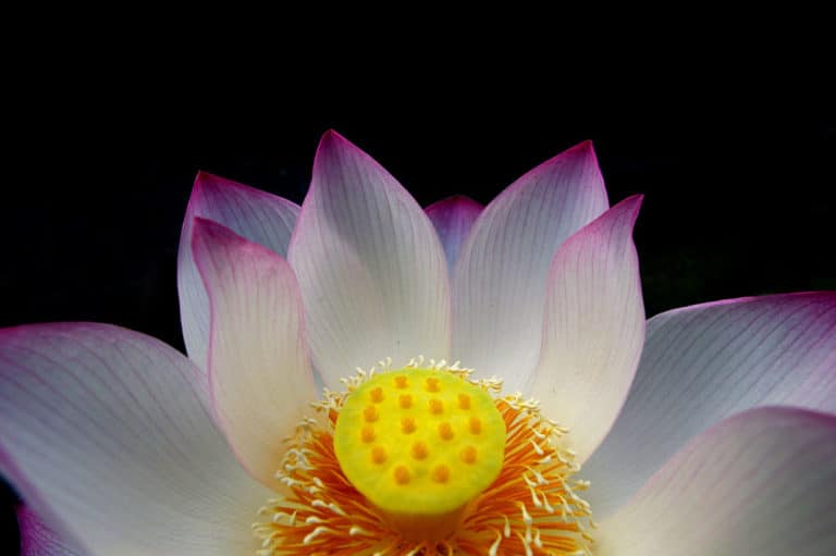 Nelumbo (Nelumbo)