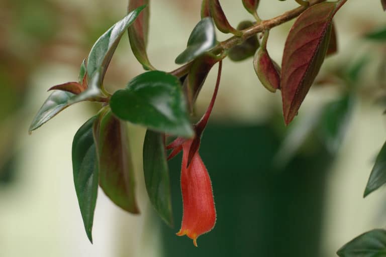 Nematanthus (Nematanthus)