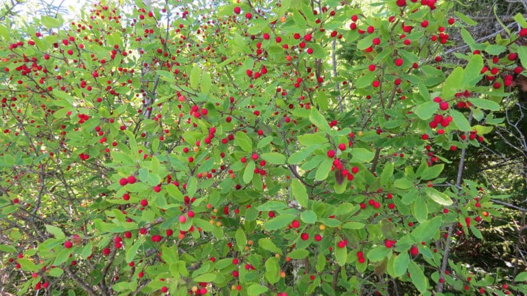 Nemopanthus (Nemopanthus)