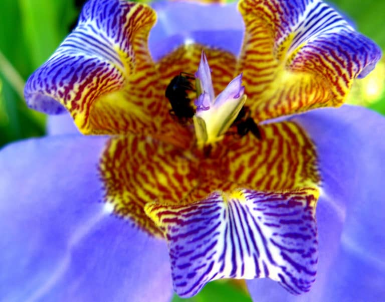 Neomarica (Neomarica)