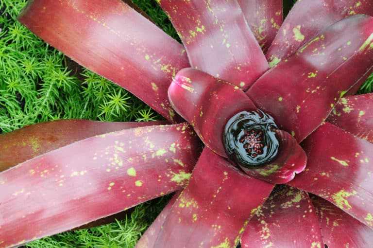 Neoregelia (Neoregelia)