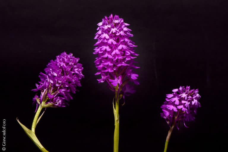 Neotinea (Neotinea)