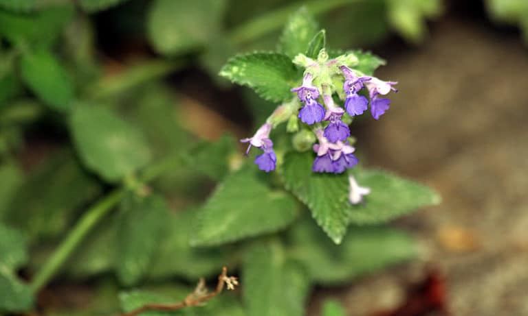 Népétas (Nepeta)
