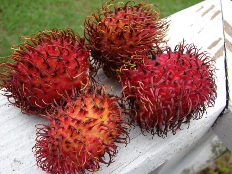 Nephelium (Nephelium)