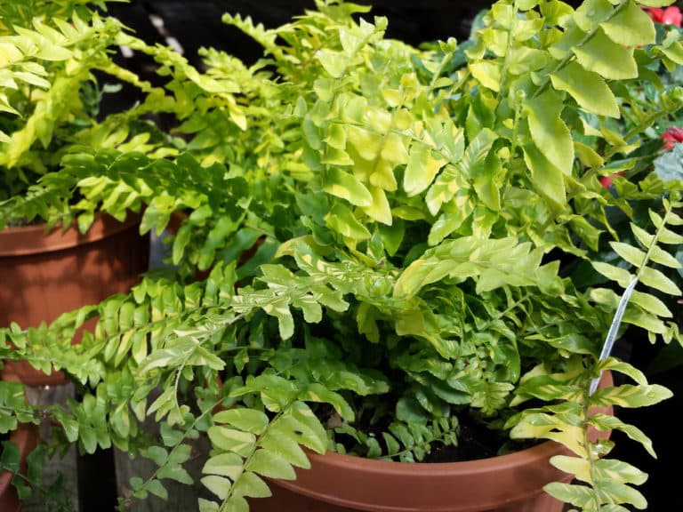 Néphrolépis (Nephrolepis)