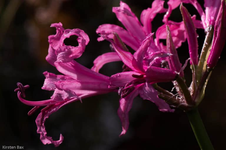 Nérine (Nerine)