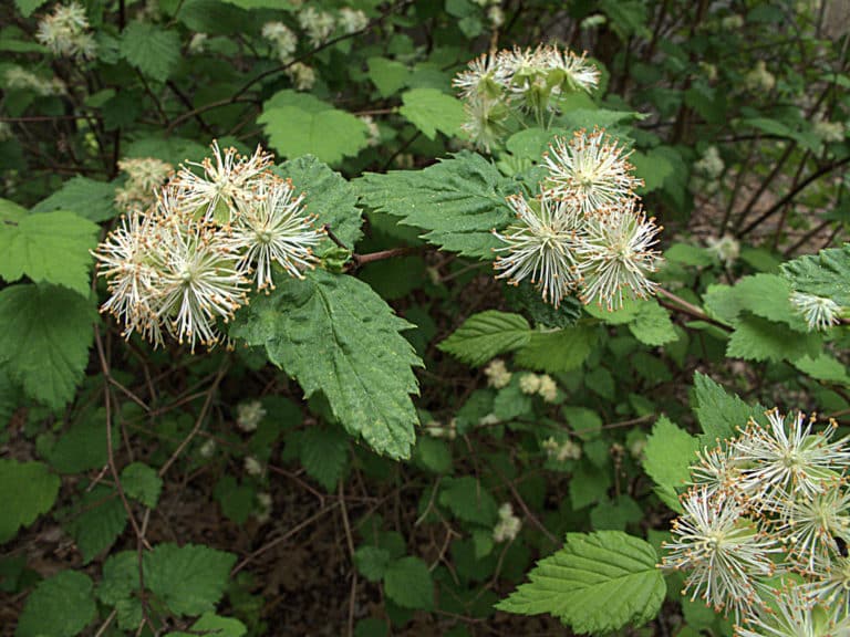 Neviusia (Neviusia)