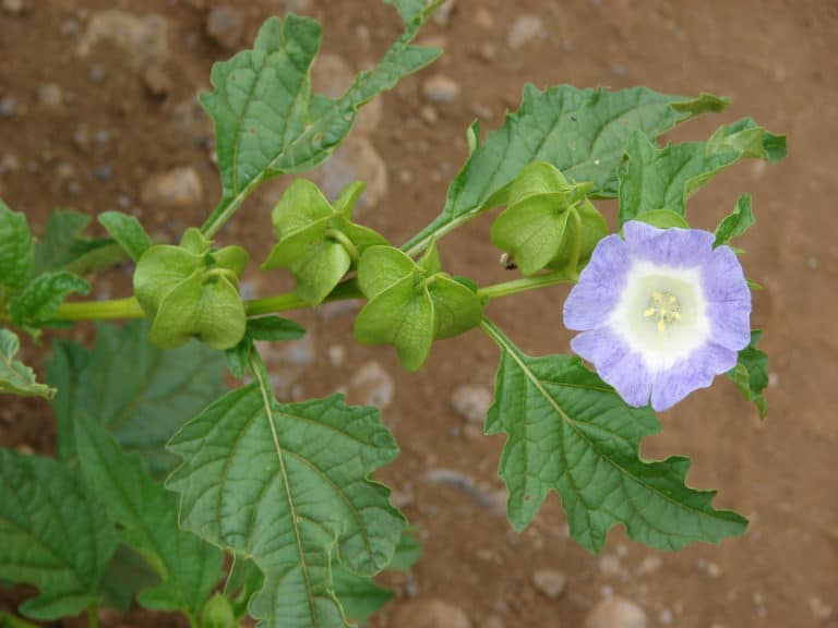 Nicandra (Nicandra)