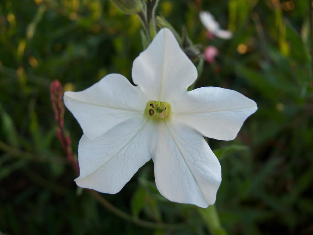 Tabac (Nicotiana)