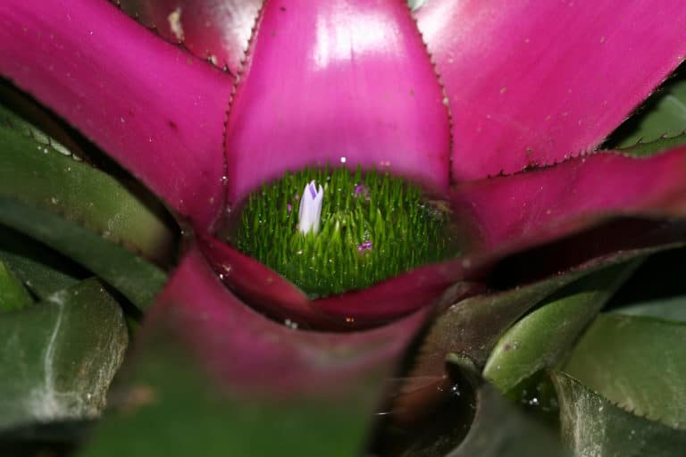 Nidularium (Nidularium)