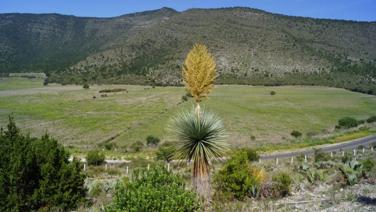 Noline (Nolina)