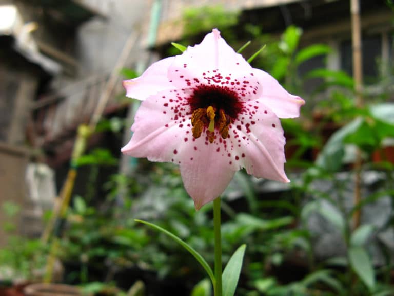 Nomocharis (Nomocharis)