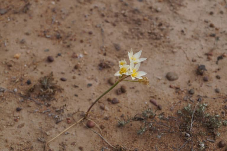 Nothoscordum (Nothoscordum)