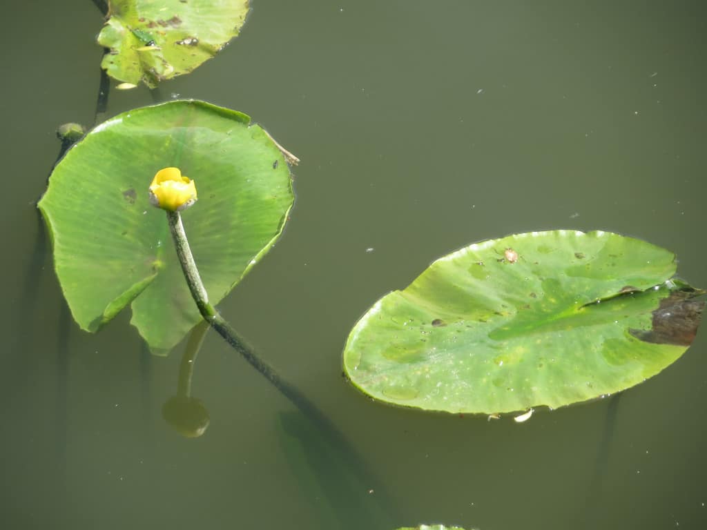 Nuphar (Nuphar)