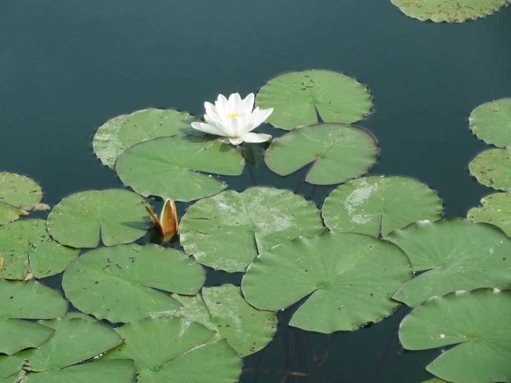 Lotus (Nymphaea)