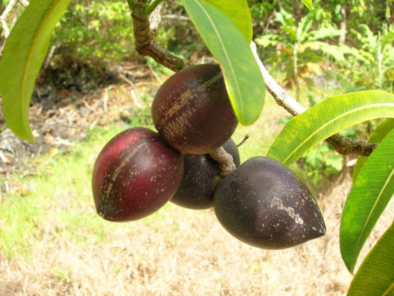 Ochrosia (Ochrosia)