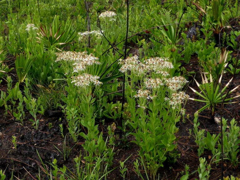 Oclemena (Oclemena)