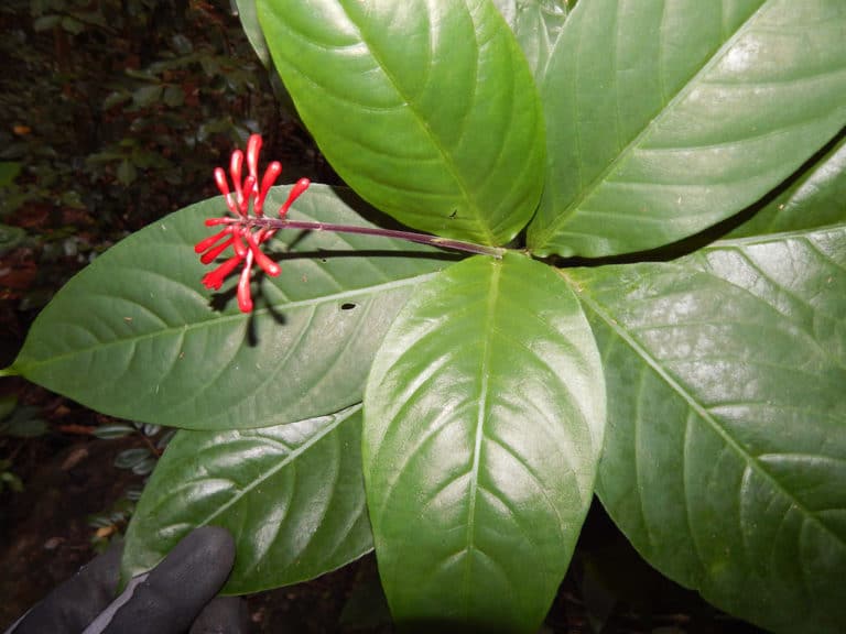 Odontonema (Odontonema)