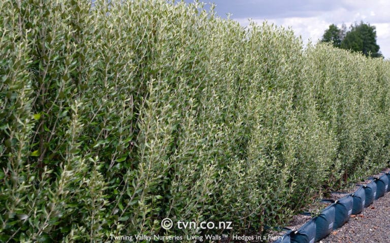 Olearia (Olearia)
