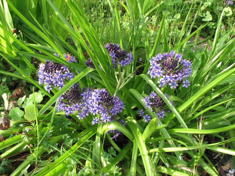 Scilla (Oncostema)