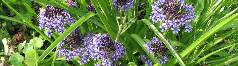 Scilla