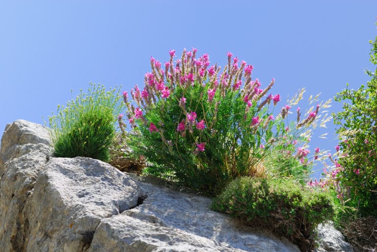 Sainfoin (Onobrychis)