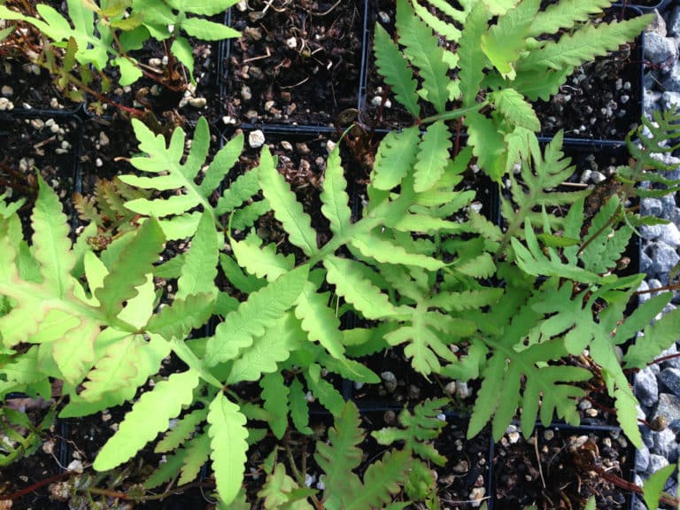 Onoclea (Onoclea)
