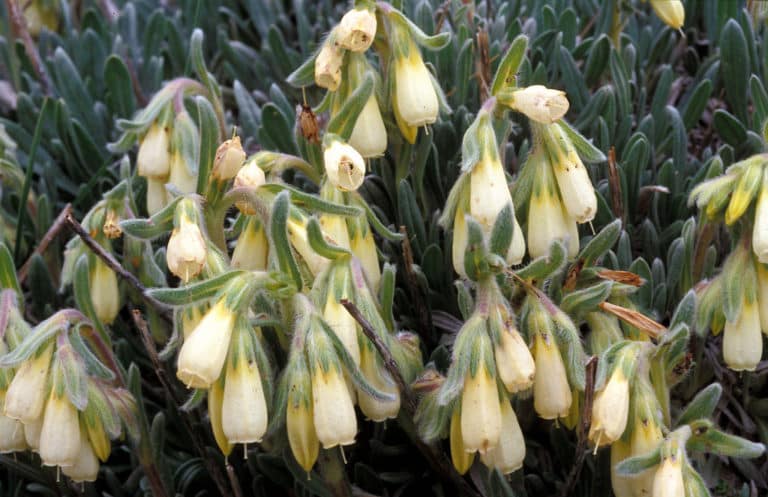 Onosma (Onosma)