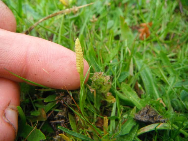 Ophioglossum (Ophioglossum)