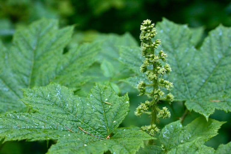 Oplopanax (Oplopanax)