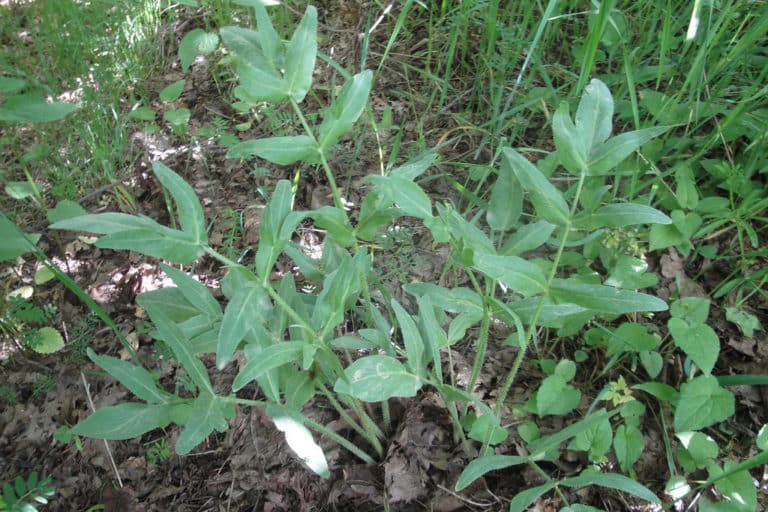 Opopanax (Opopanax)