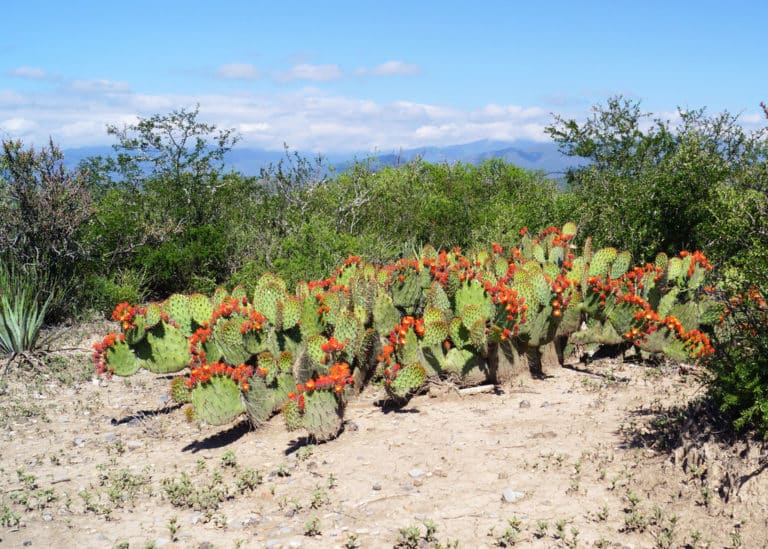 Cactus raquettes (Opuntia)