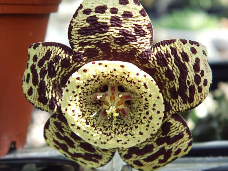 Orbea (Orbea)
